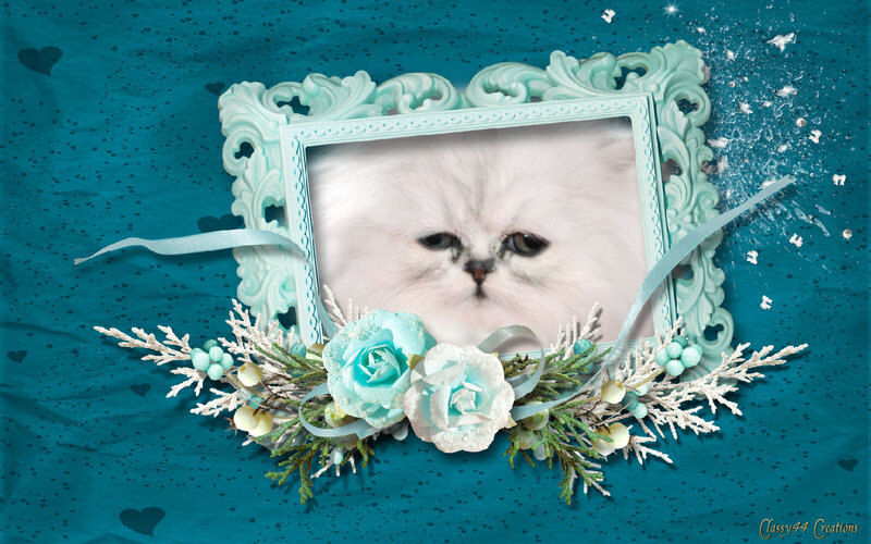 White Persian Cat — Teal
