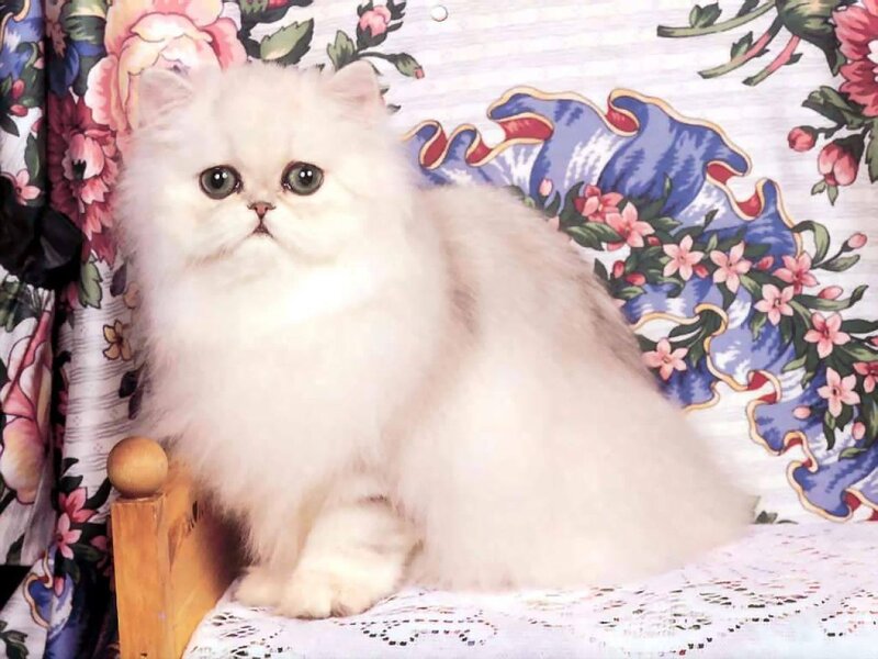 White Persian Cat