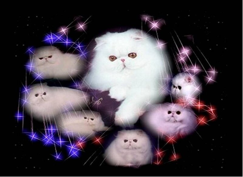 White Persian cats with sparkles