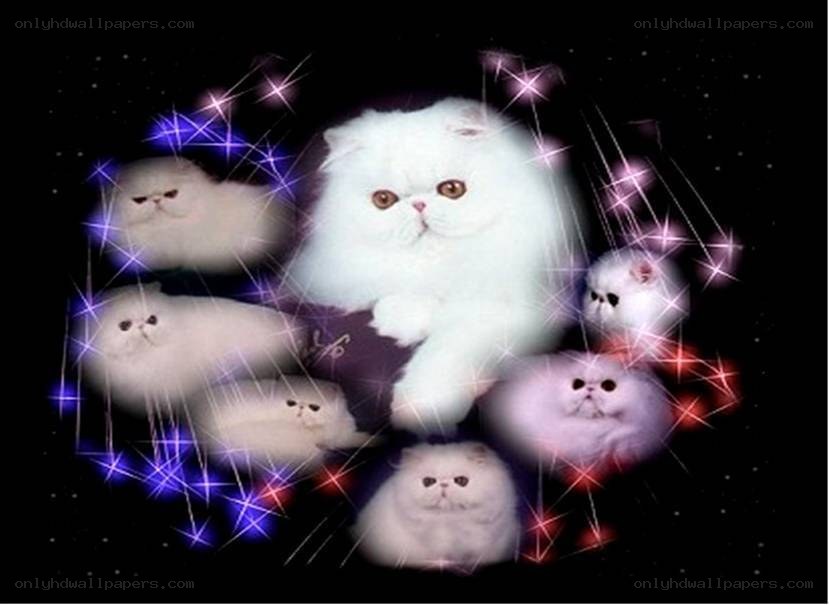 White Persian cats with sparkles