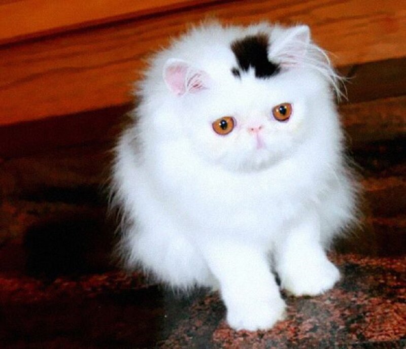 White Persian Kitten — Calm, Photograph, Cat