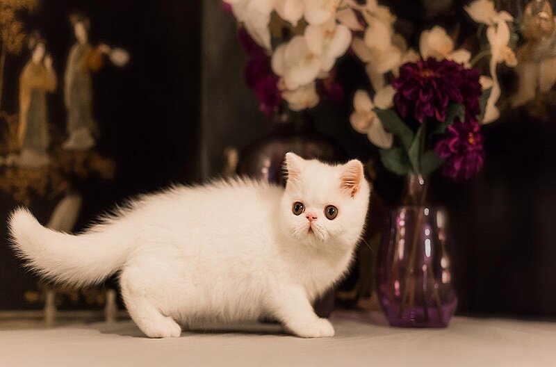 White Persian Kitten — Calm, Photograph, Flowers