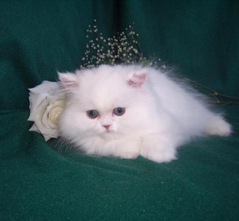 White Persian Kitten — Calm, Photograph, Rose