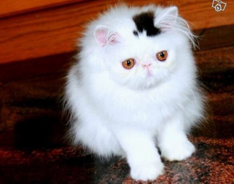 White Persian Kitten — Calm, Photograph