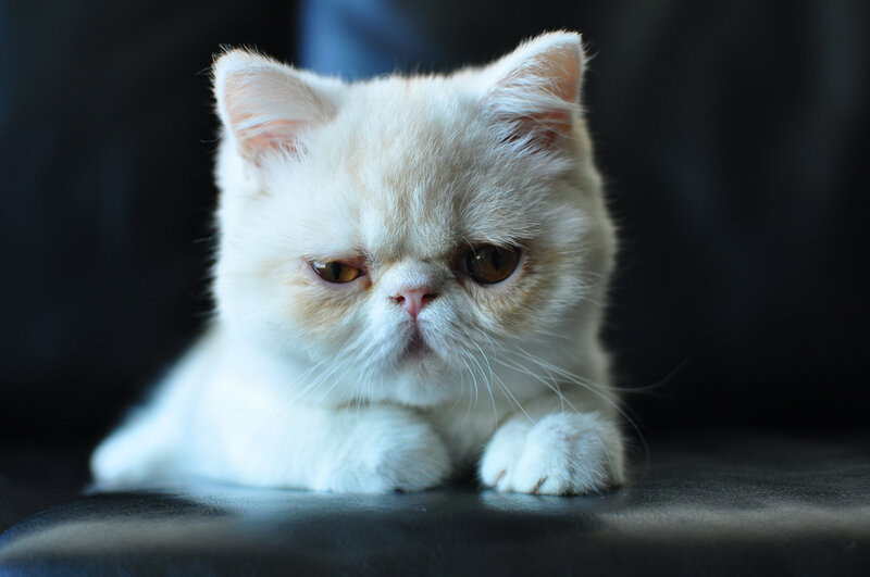 White Persian Kitten — Calm