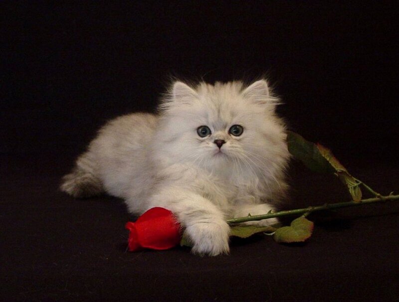 White Persian Kitten — Dramatic, Photograph, Rose