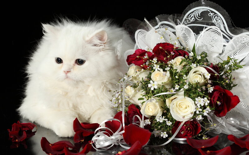 White Persian Kitten — Dramatic