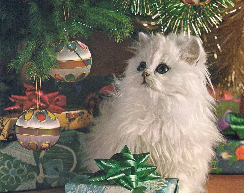 White Persian Kitten — Festive