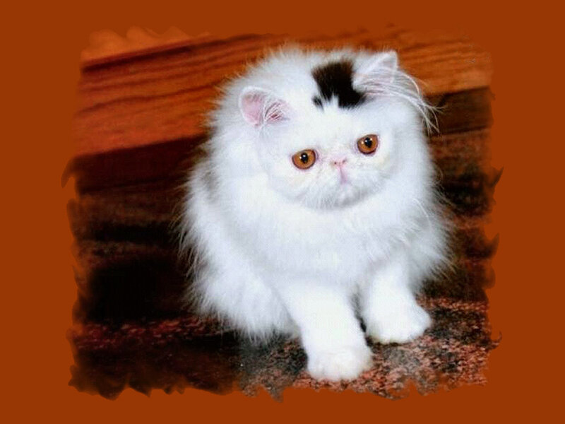 White Persian Kitten — Orange