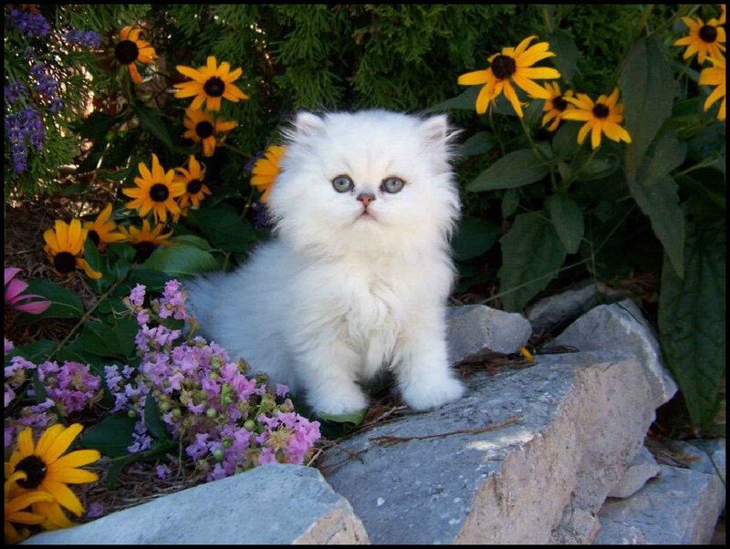 White Persian Kitten — Serene