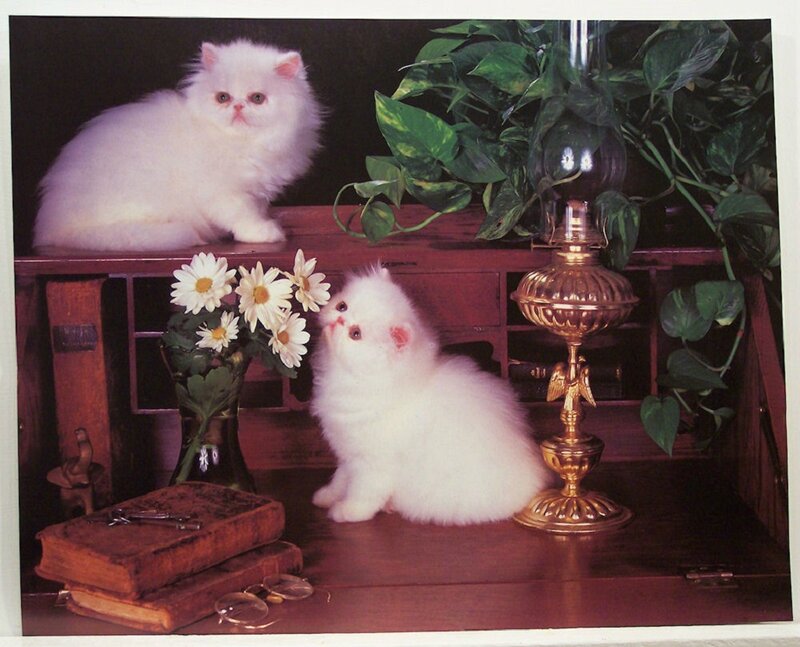White Persian Kittens