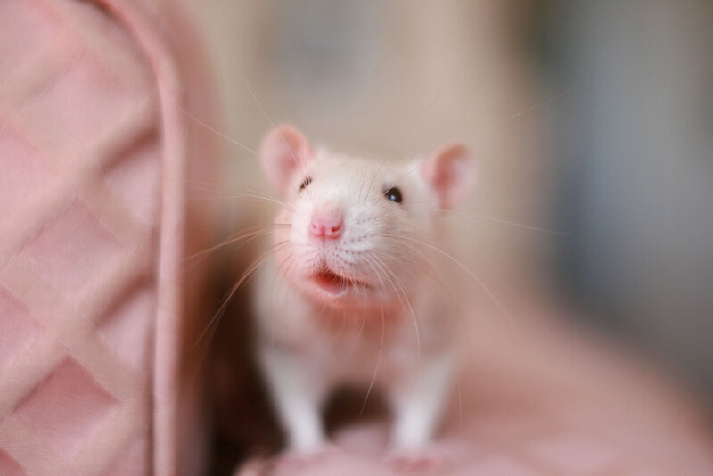 White Pet Rat