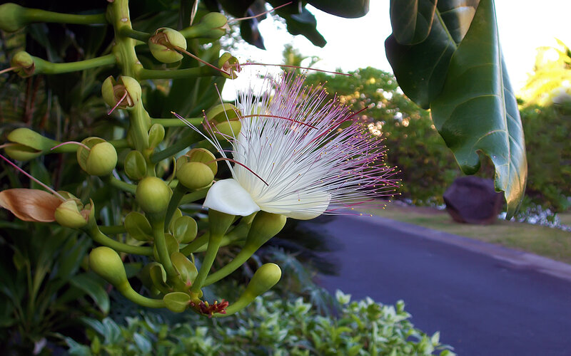 White Petai Flower