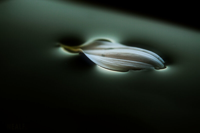 White petal on dark surface