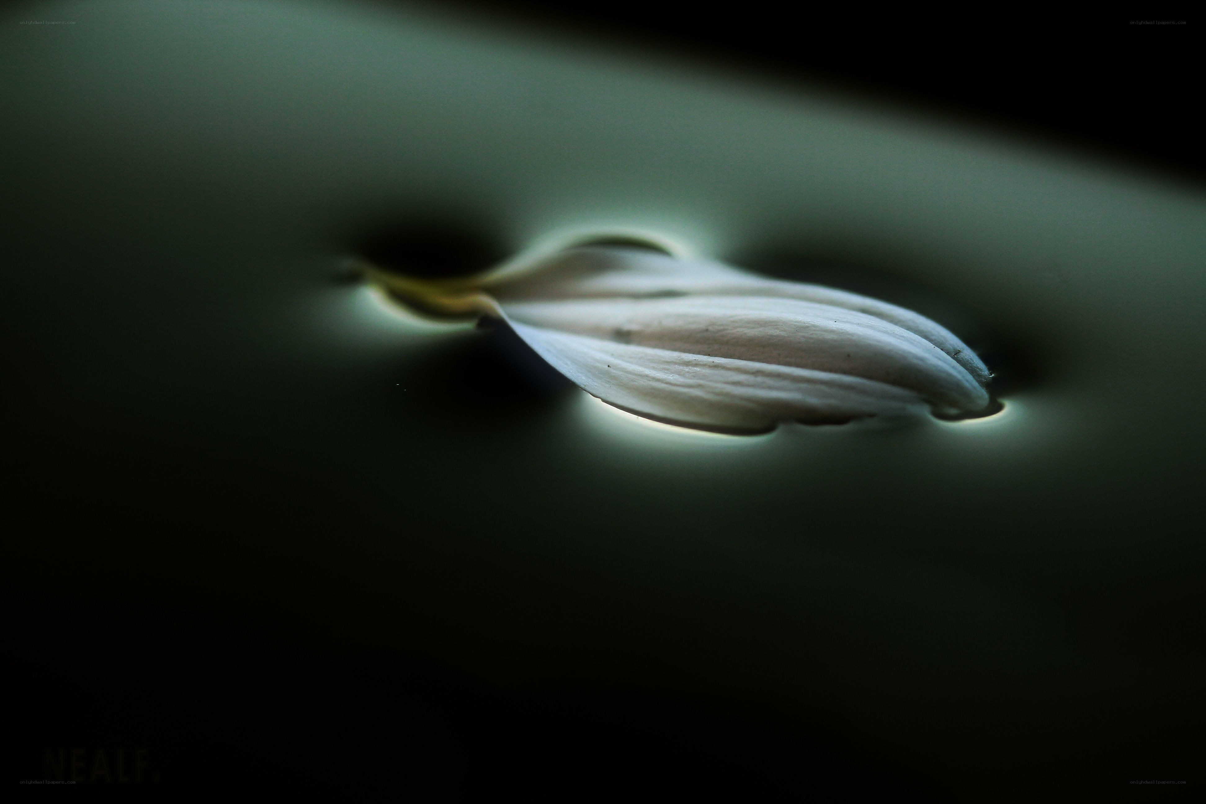 White petal on dark surface