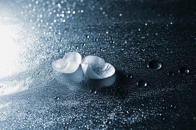 White Petals on Wet Surface