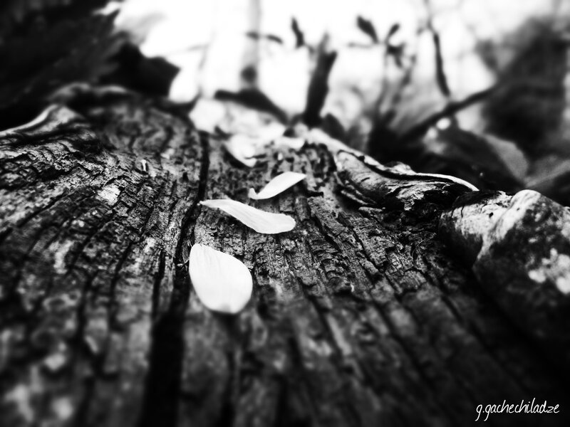 White Petals on Wood