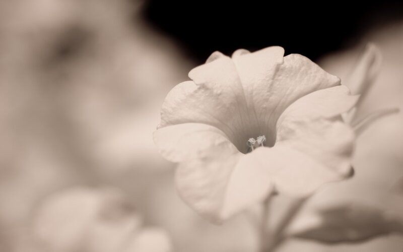 White Petunia Flower — Beige