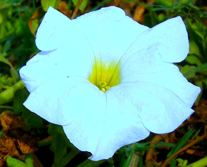 white petunia flower
