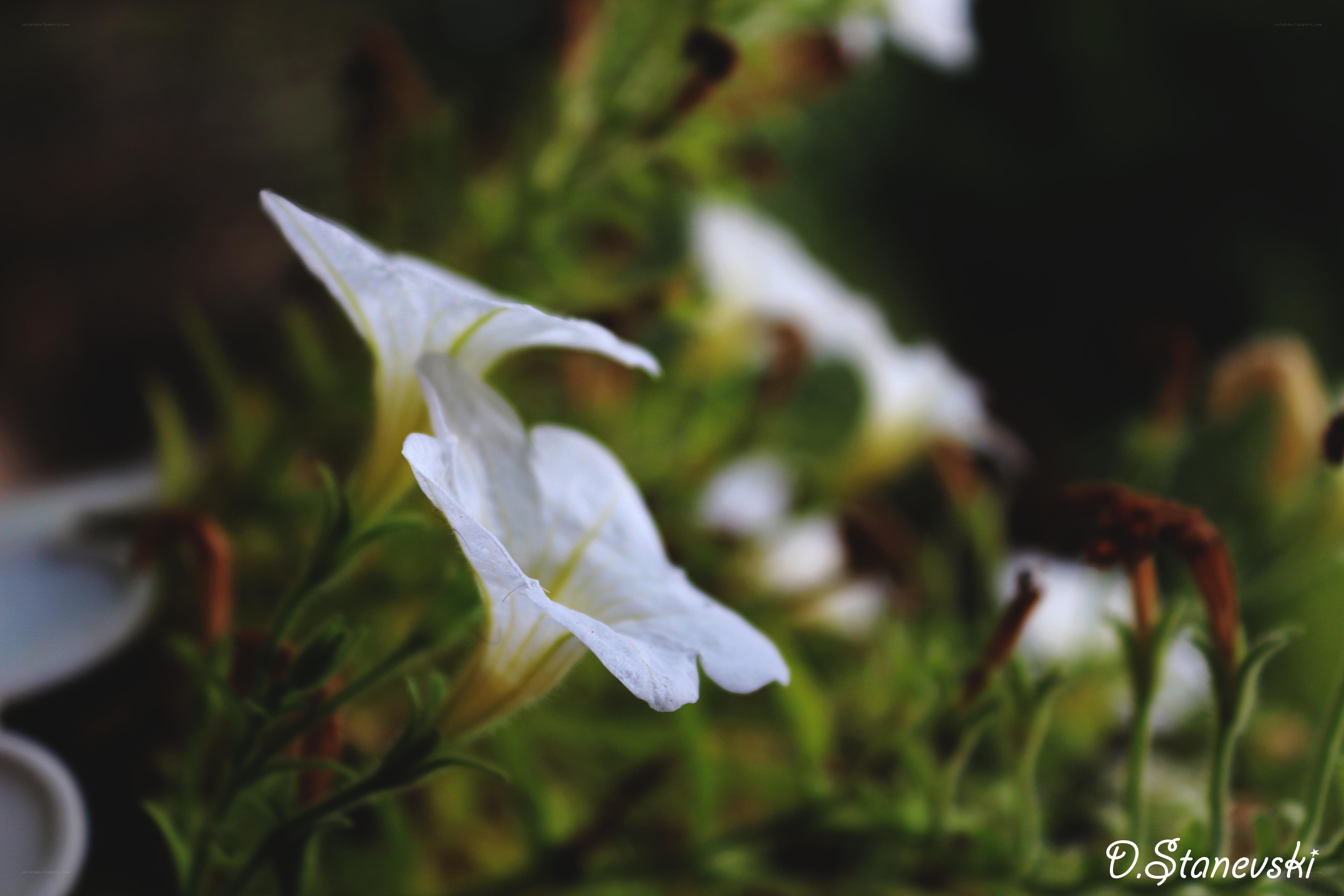white petunia flowers