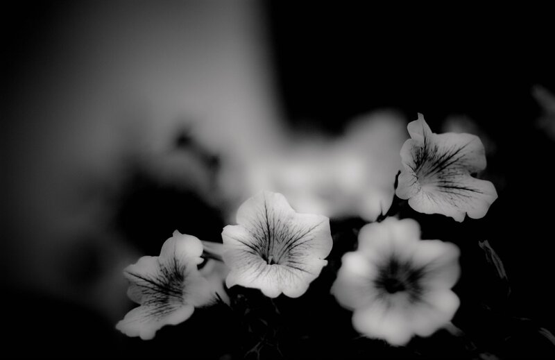 White Petunia Flowers — Black