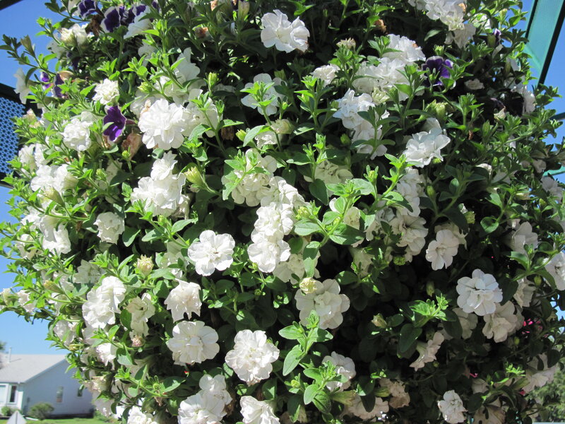 White Petunia Flowers — Bright, Afternoon