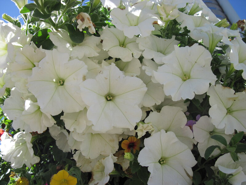 White Petunia Flowers — Bright