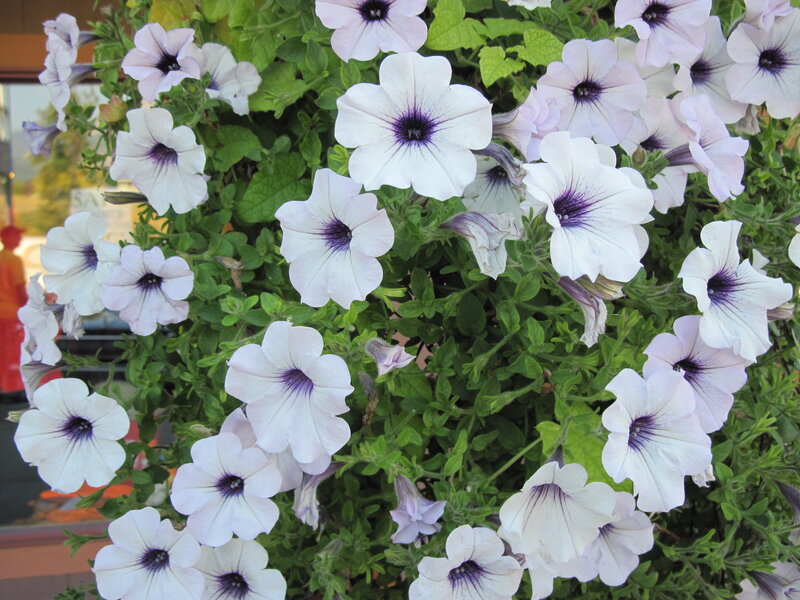 White Petunia Flowers — Calm, Afternoon, Photograph, Green Leaves, Bush