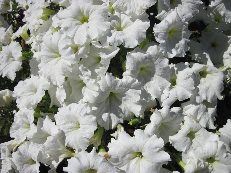 White Petunia Flowers — Calm, Afternoon, Photograph, Leaves