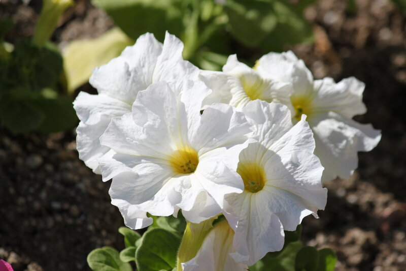 White Petunia Flowers — Calm, Afternoon