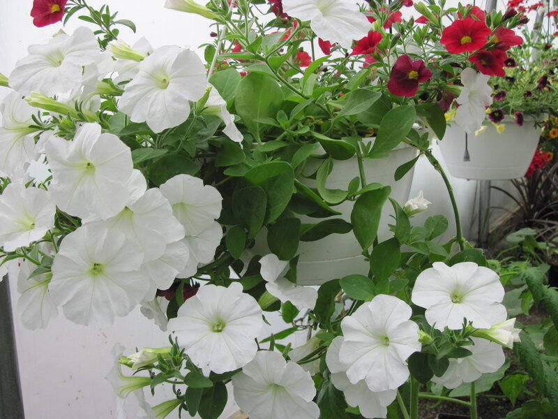 White Petunia Flowers — Calm, Photograph