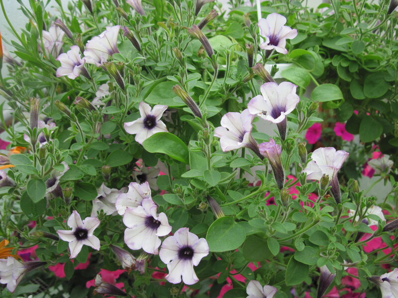 White Petunia Flowers — Calm, Spring