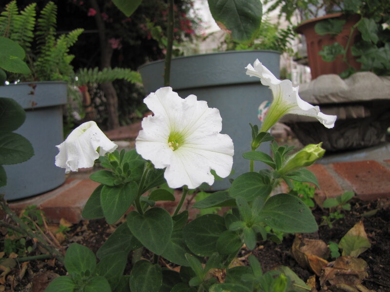 White Petunia Flowers — Calm