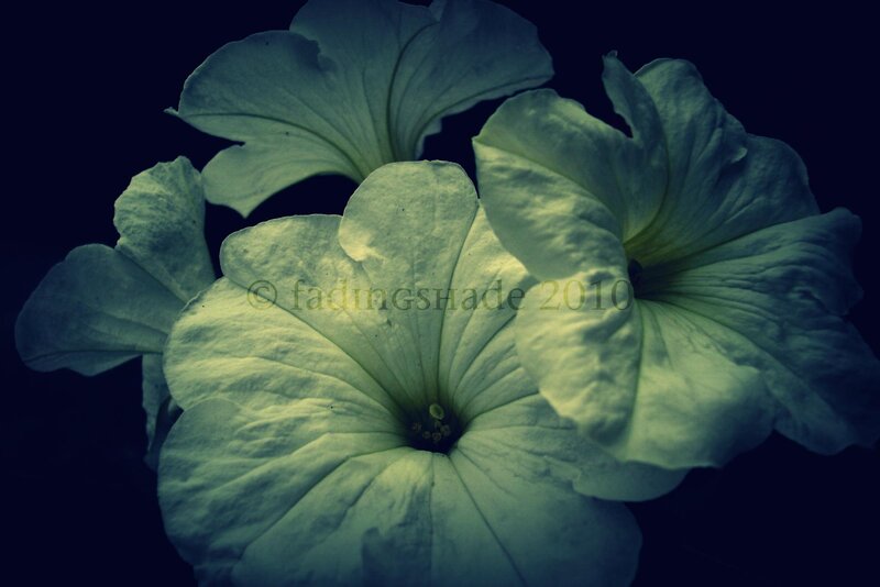 White Petunia Flowers — Green, Dramatic