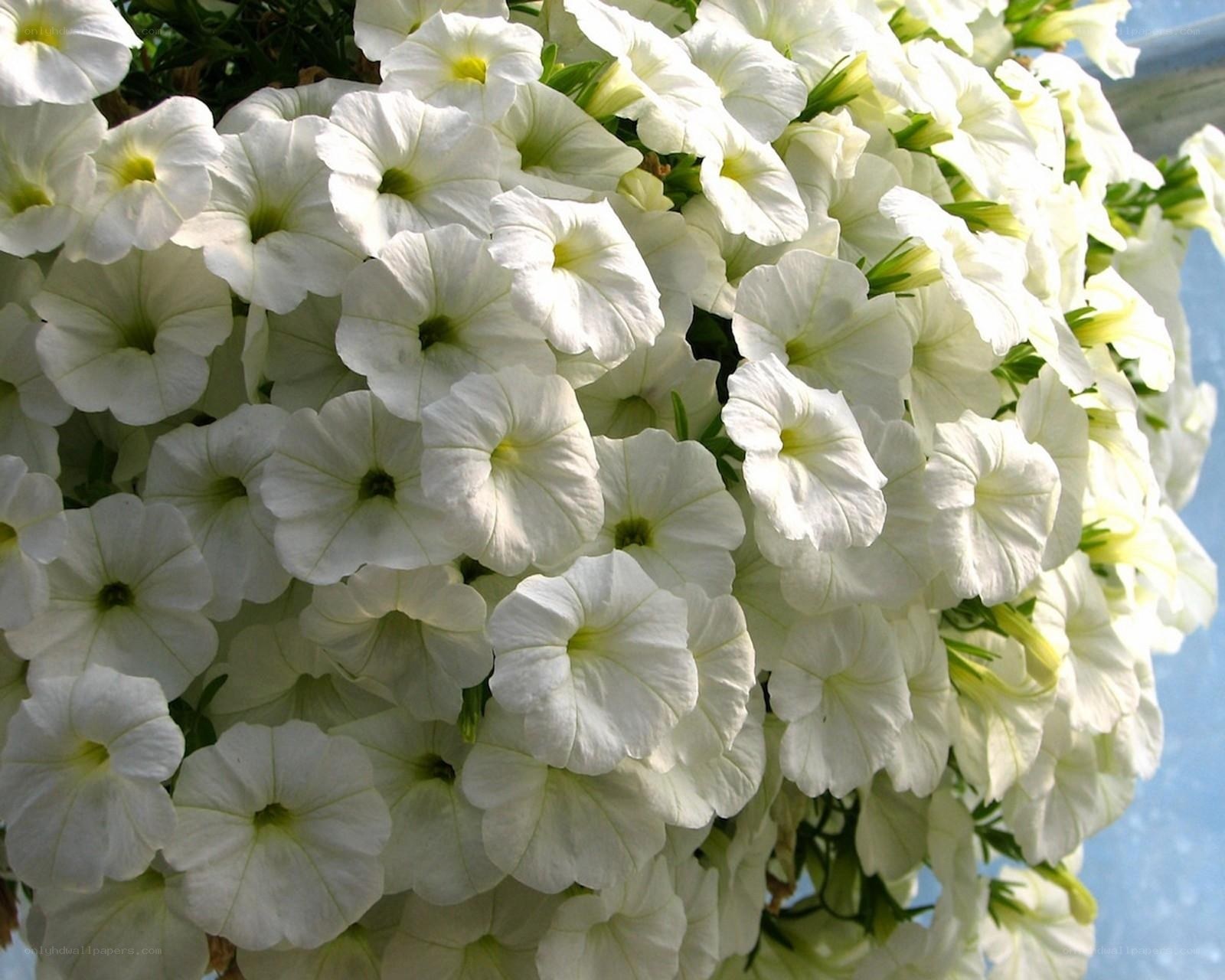 White petunia flowers in bloom
