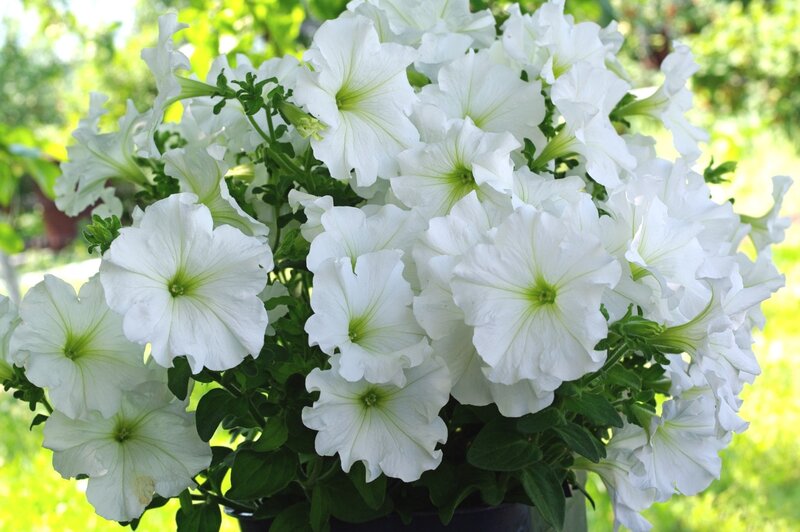 White Petunia Flowers — Serene, Afternoon