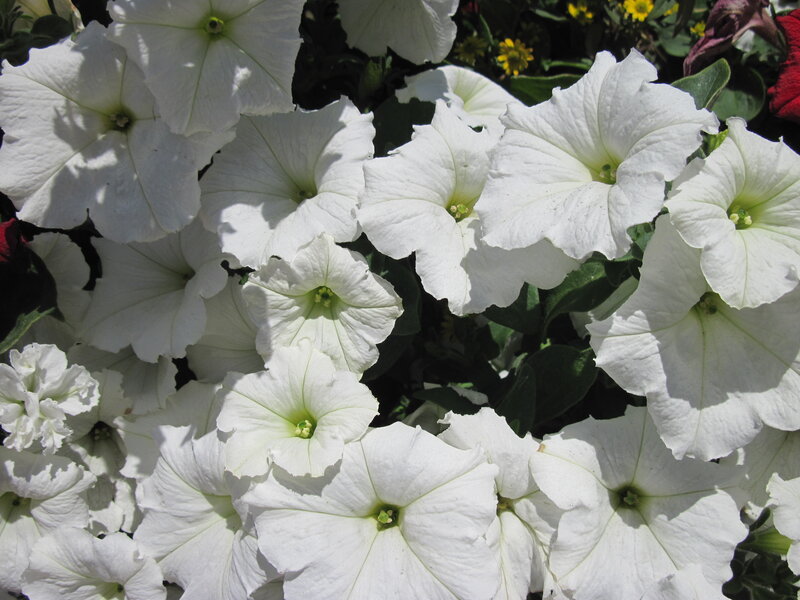 White Petunia Flowers — Serene
