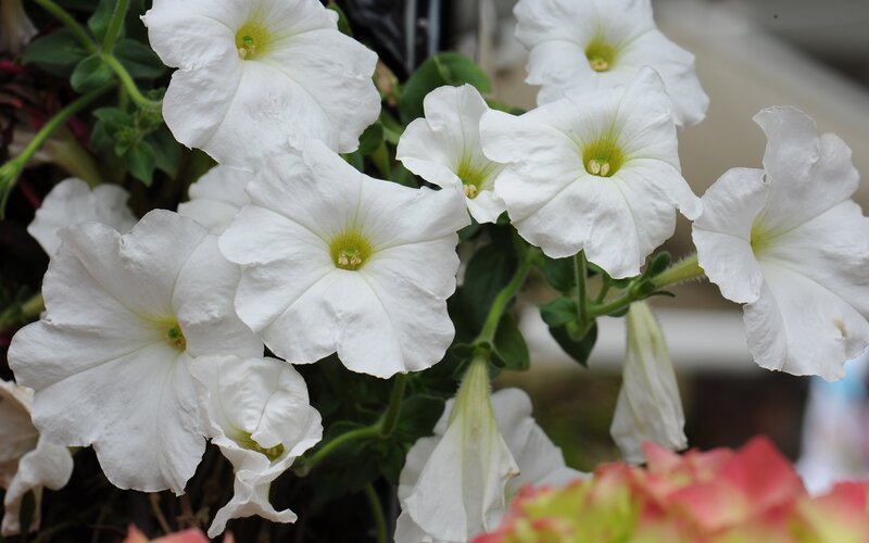 white petunia flowers