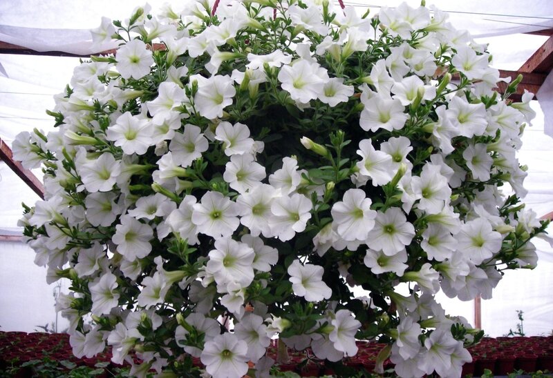 White petunia hanging basket
