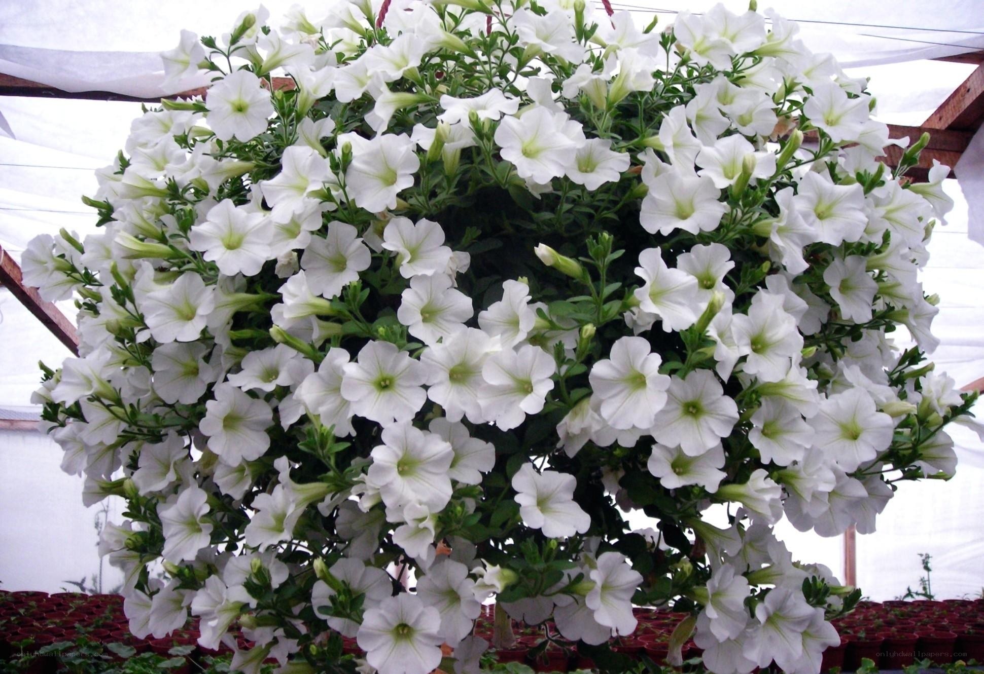 White petunia hanging basket