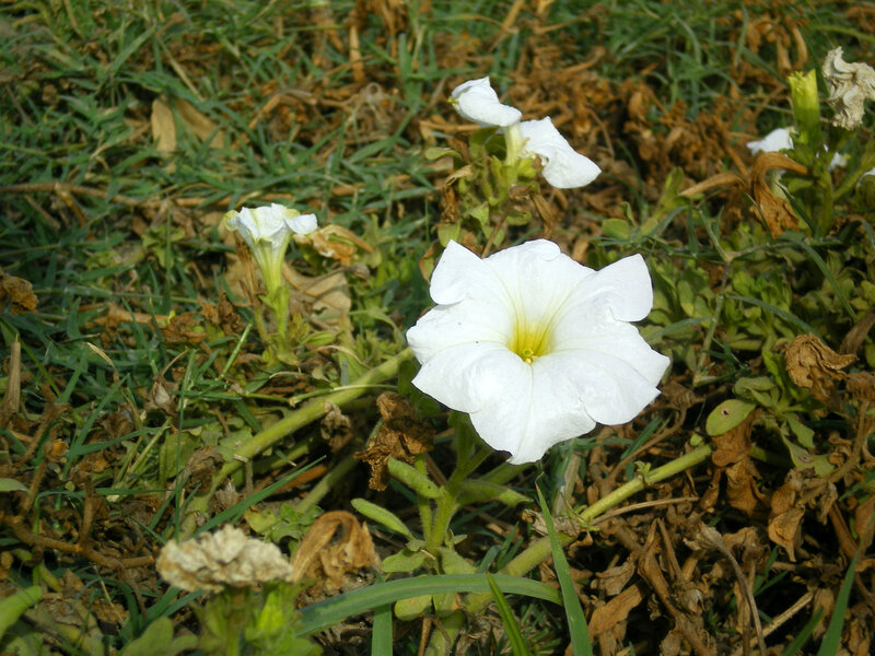 White petunia in grass