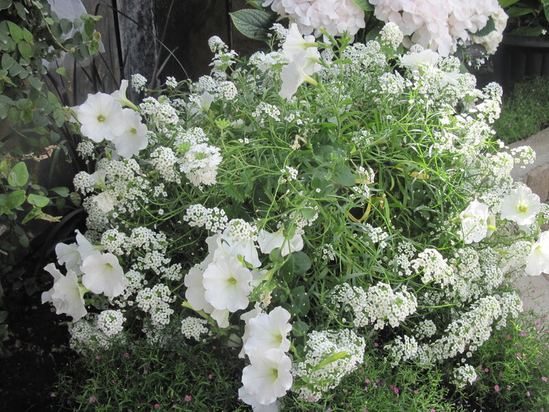 White Petunias and Alyssum — Calm