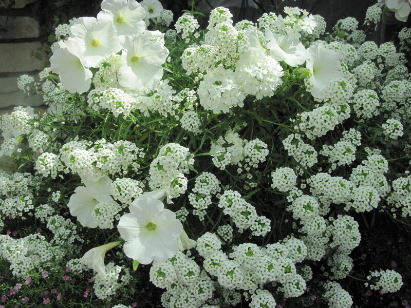 White Petunias and Alyssum