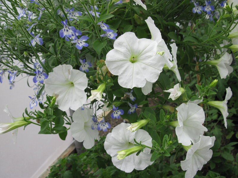 White Petunias and Blue Lobelia