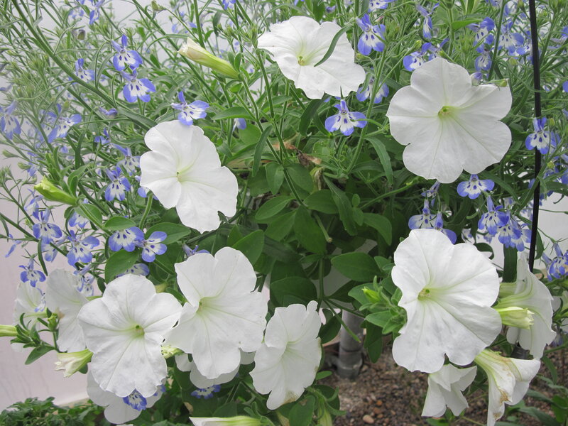 White Petunias and Blue Lobelias