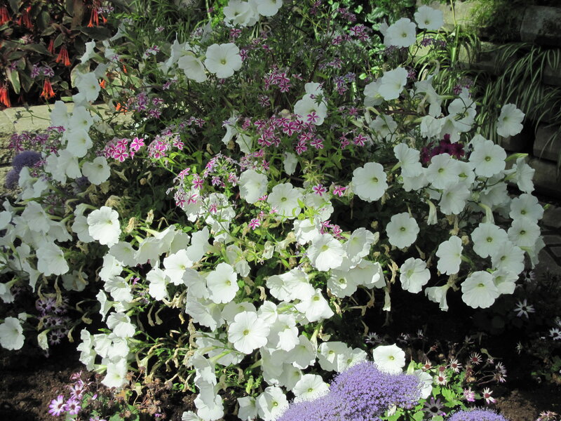 White Petunias and Phlox