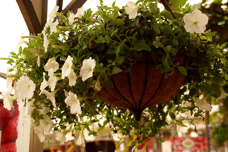White Petunias in Basket — Calm