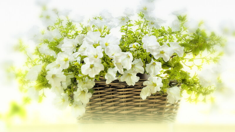 White Petunias in Basket — Serene, Morning, Photograph