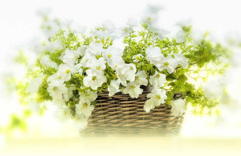 White Petunias in Basket — Serene