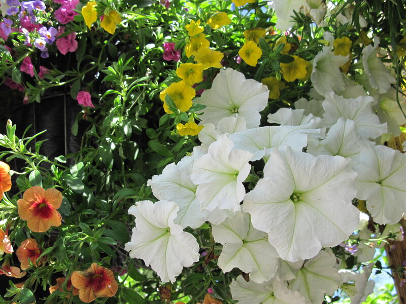 White Petunias in Basket